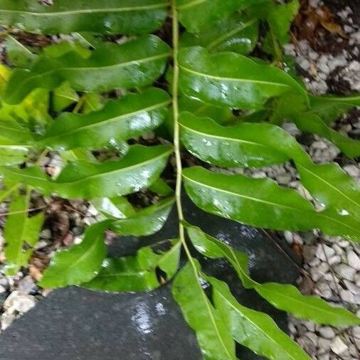 Acrostichum aureum Leaf
