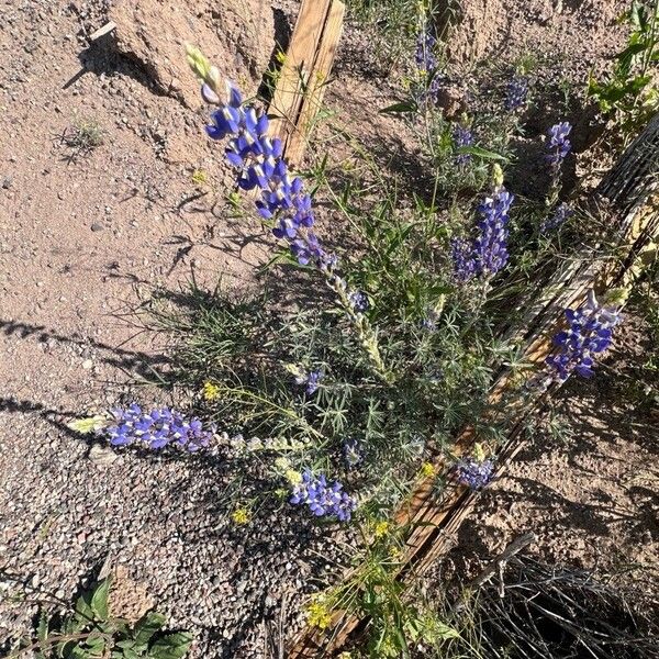 Lupinus sparsiflorus Kvet