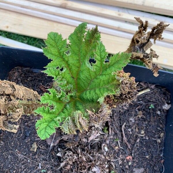 Gunnera manicata Leaf