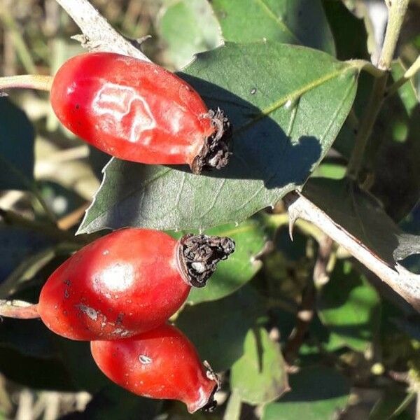 Rosa canina Gyümölcs