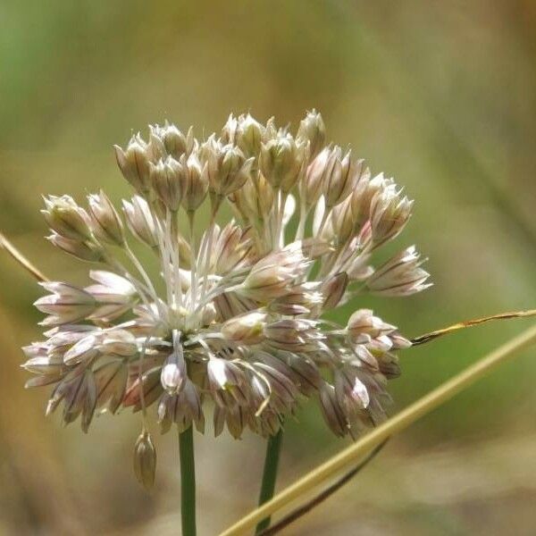 Allium paniculatum Flower