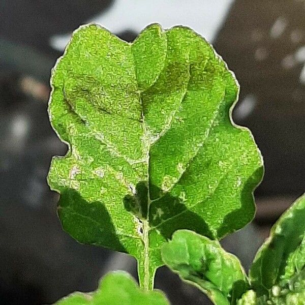 Amaranthus blitum Leaf