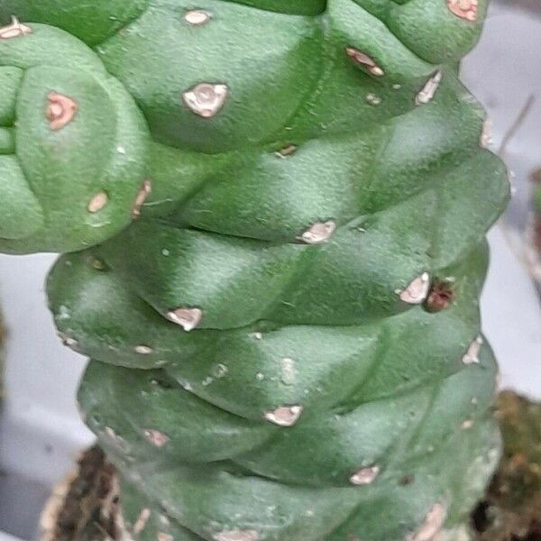 Euphorbia ritchiei Kůra