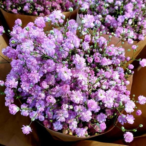 Gypsophila elegans Habit