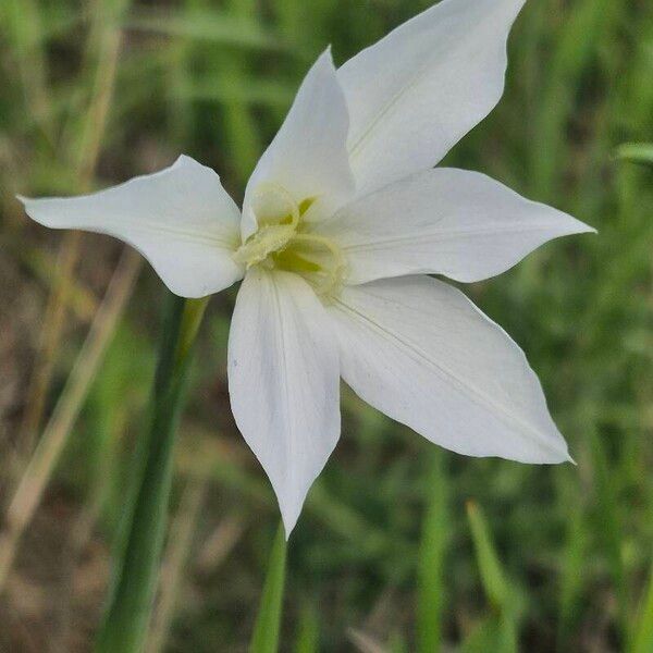 Gladiolus candidus Flower