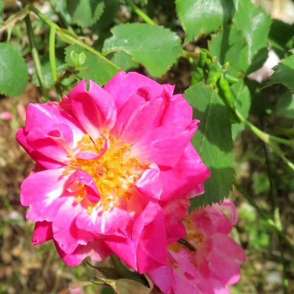 Rosa chinensis Flor