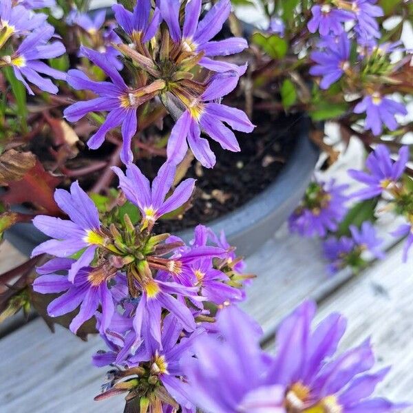 Scaevola nitida 花