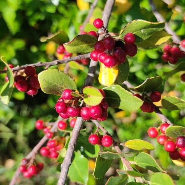 Rhamnus alaternus Fruit