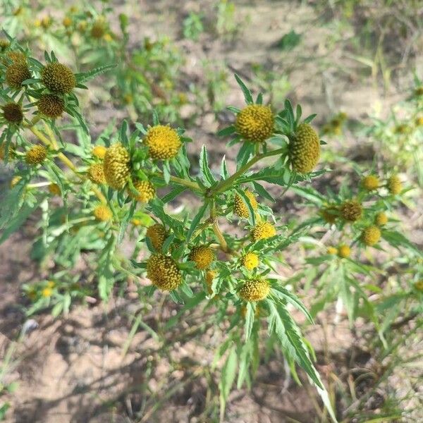 Bidens radiata Kwiat