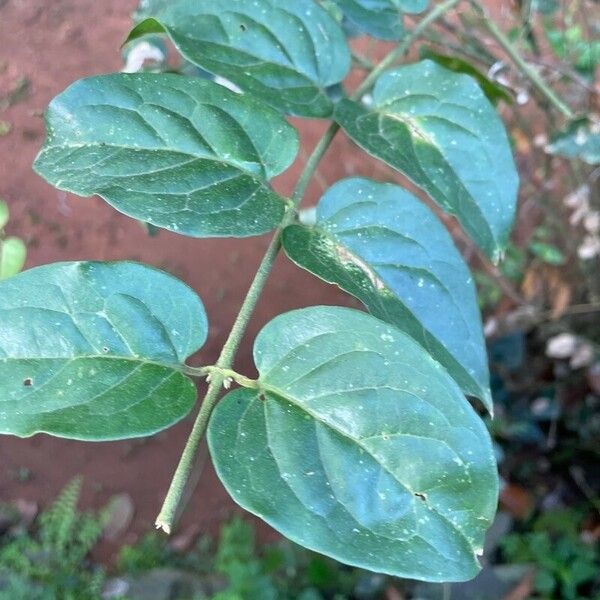 Jasminum multiflorum Leaf