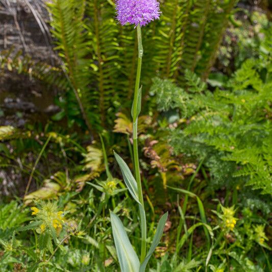 Traunsteinera globosa Yeri