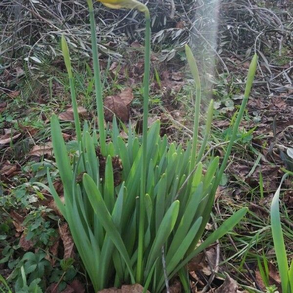 Narcissus pseudonarcissus Kvet