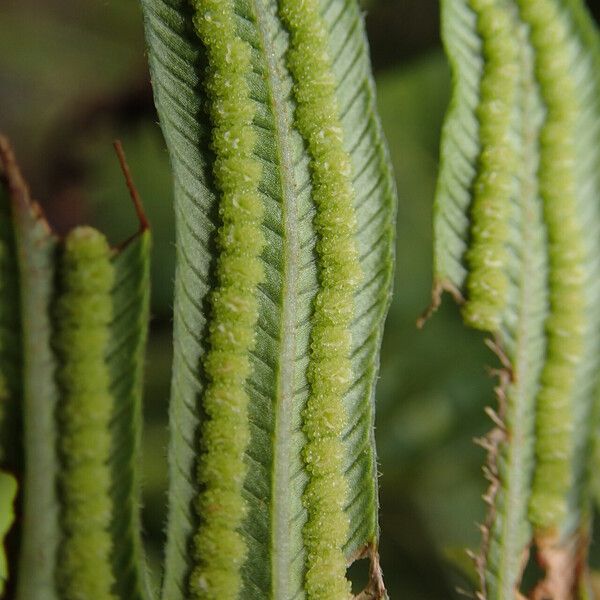 Thelypteris interrupta Ліст