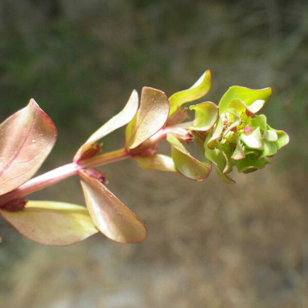 Lythrum borysthenicum 葉