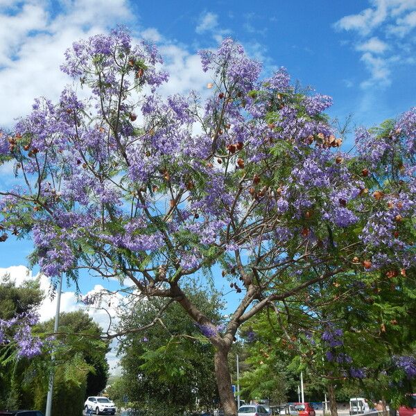 Jacaranda mimosifolia (Black poui)