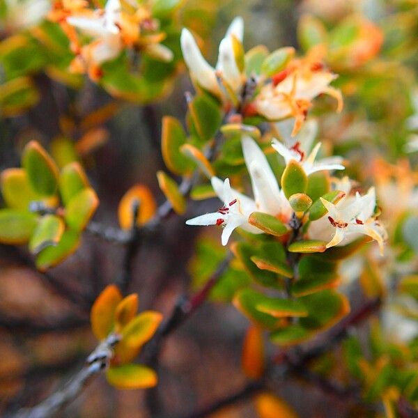 Cyathopsis floribunda Blüte