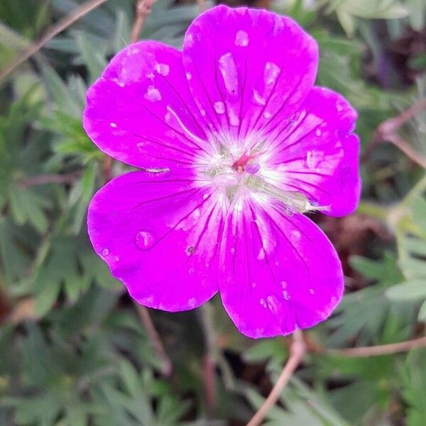 Geranium sanguineum Blüte