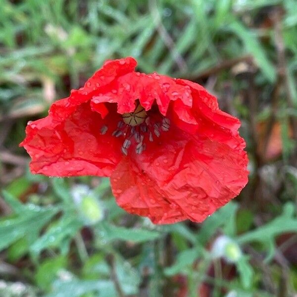 Papaver rhoeas Fiore