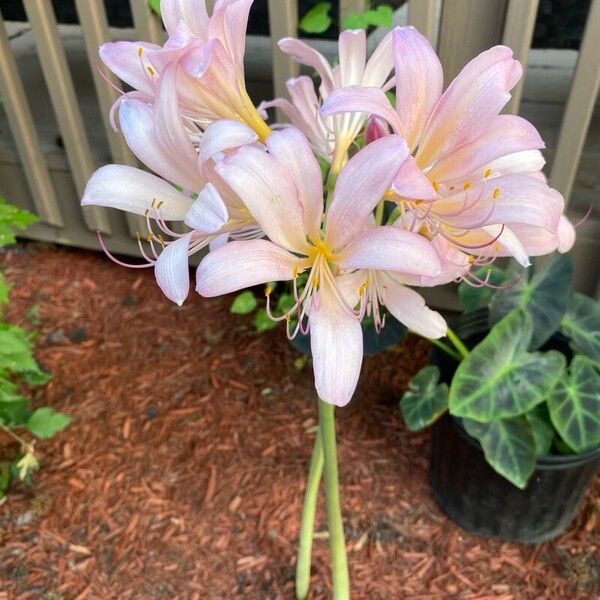 Lycoris squamigera പുഷ്പം