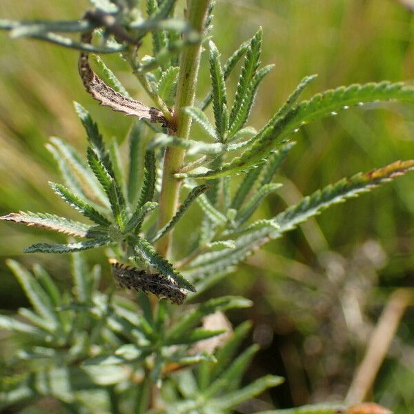 Achillea ptarmica Φύλλο