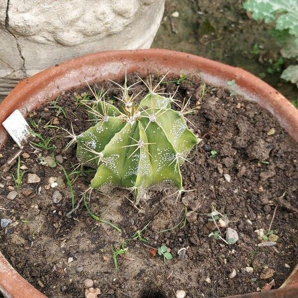 Astrophytum ornatum Fulla