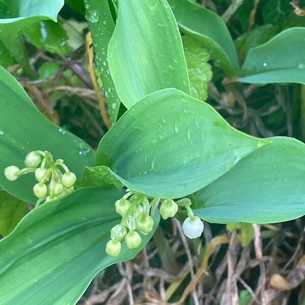 Convallaria majalis Blomst