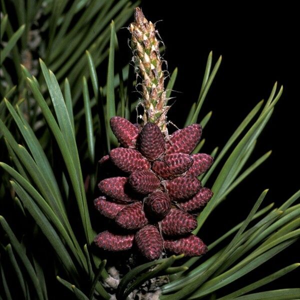 Pinus pungens Fruit