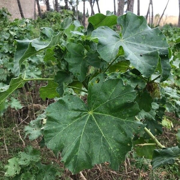 Malva arborea 葉