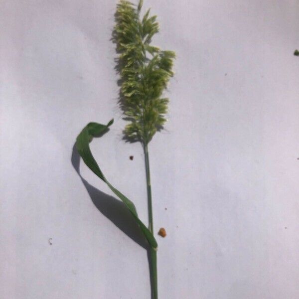 Polypogon viridis Flower