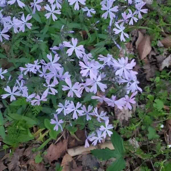 Phlox divaricata 花