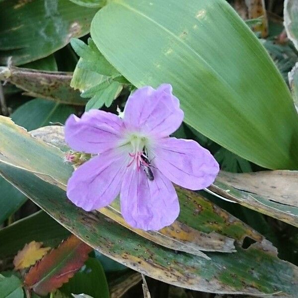 Geranium palustre Bloem