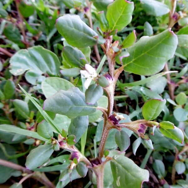 Trianthema portulacastrum Habitus