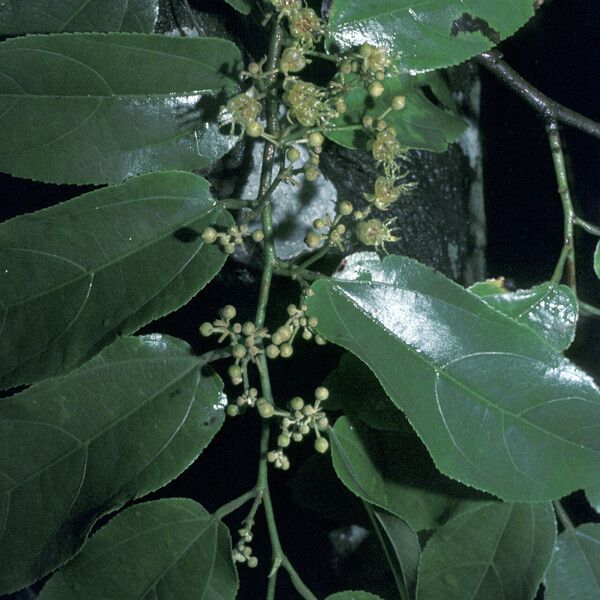 Guazuma ulmifolia फूल