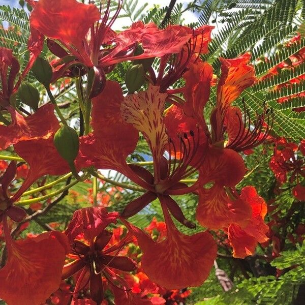 Delonix regia 花