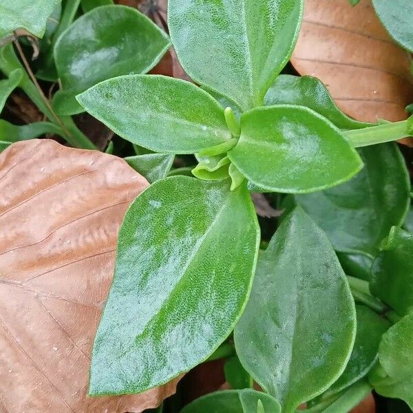 Aptenia cordifolia पत्ता