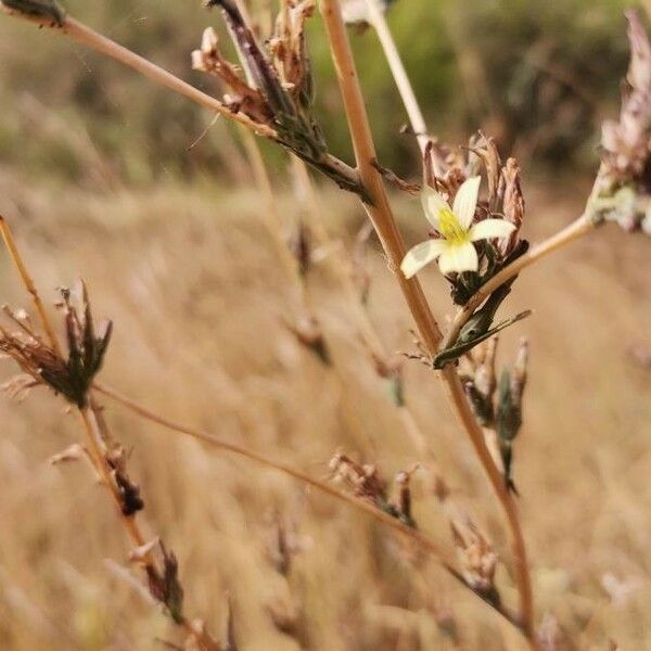 Lactuca saligna Kvet