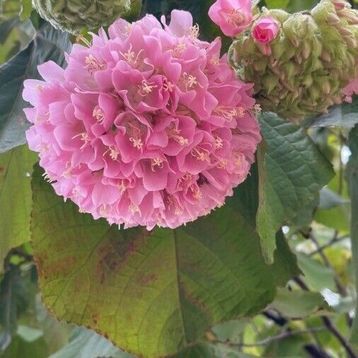 Dombeya wallichii 花