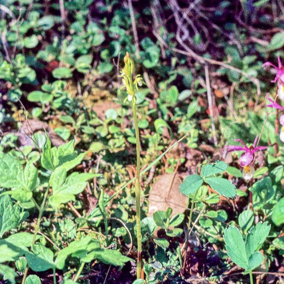 Corallorhiza trifida Alkat (teljes növény)