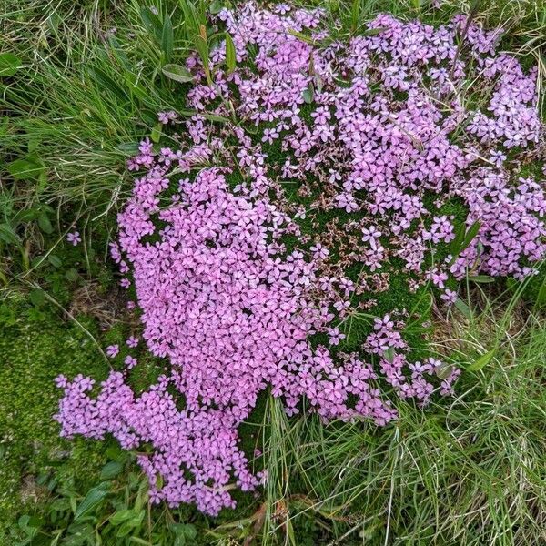 Silene acaulis Habit