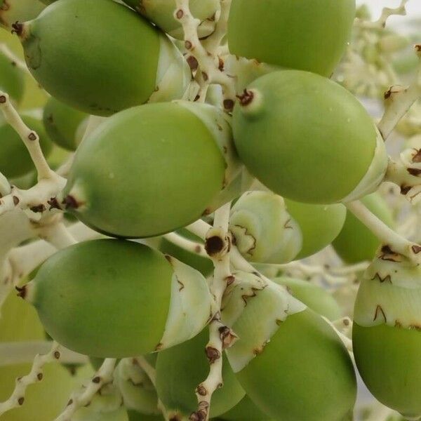 Roystonea oleracea Fruit