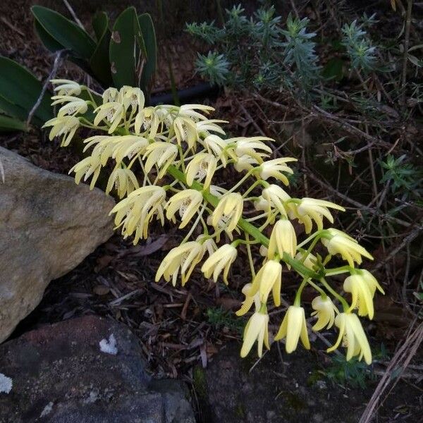 Dendrobium speciosum 花