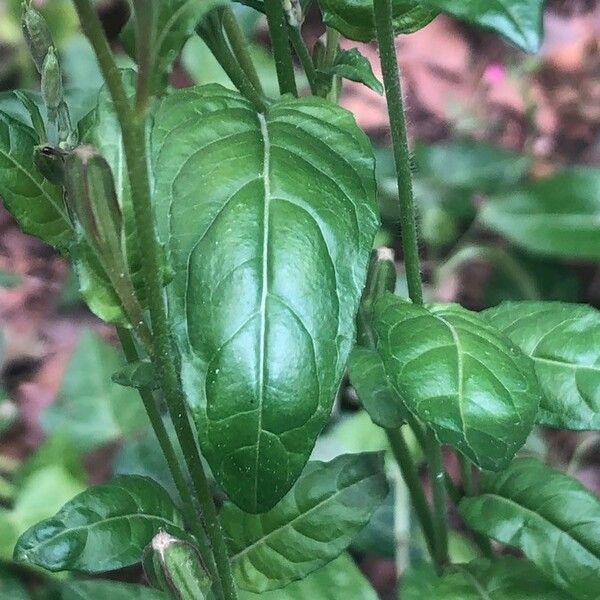 Oenothera rosea 葉