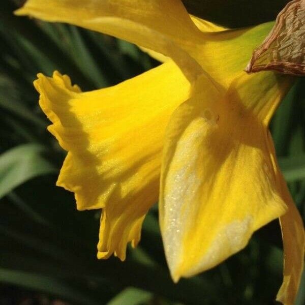 Narcissus pseudonarcissus Flower