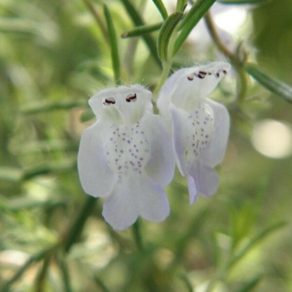 Conradina canescens ফুল