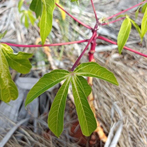 Manihot esculenta Leaf