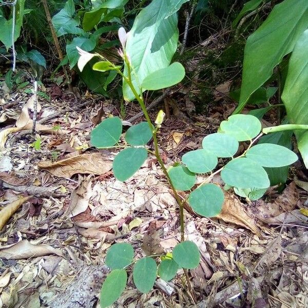 Phyllanthus tenellus Fuelha