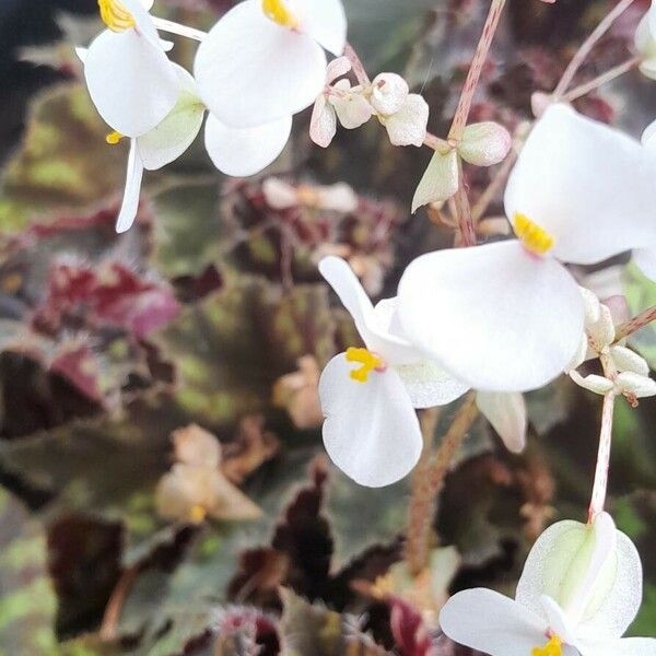 Begonia bowerae Цветок