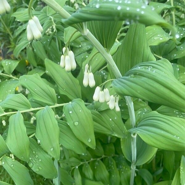 Polygonatum multiflorum Žiedas