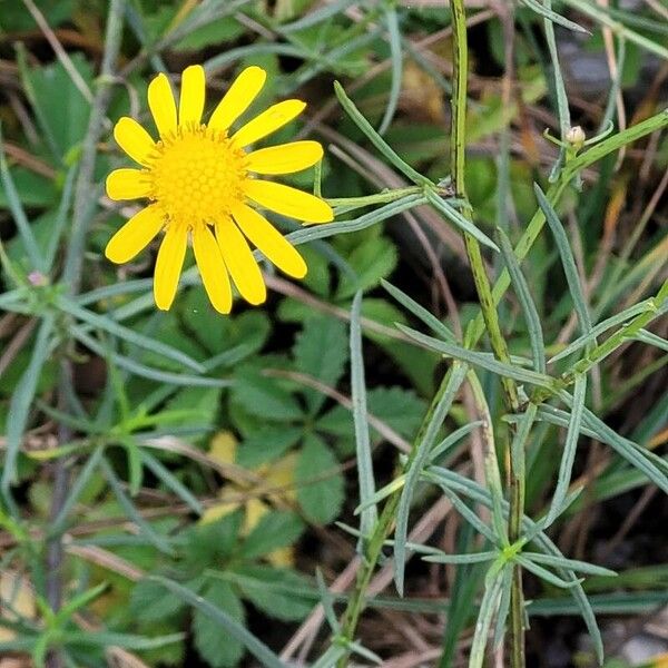 Senecio inaequidens 葉