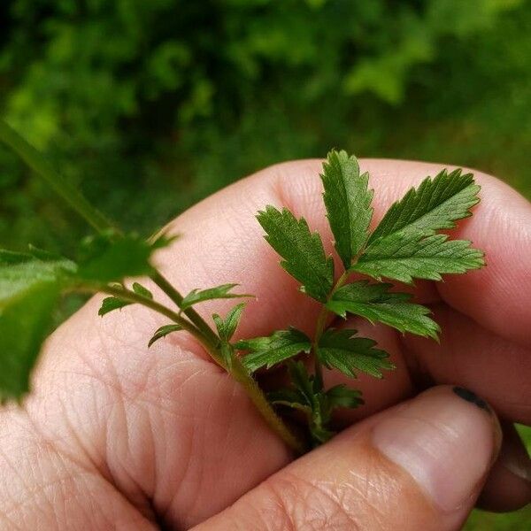 Acaena novae-zelandiae Blad